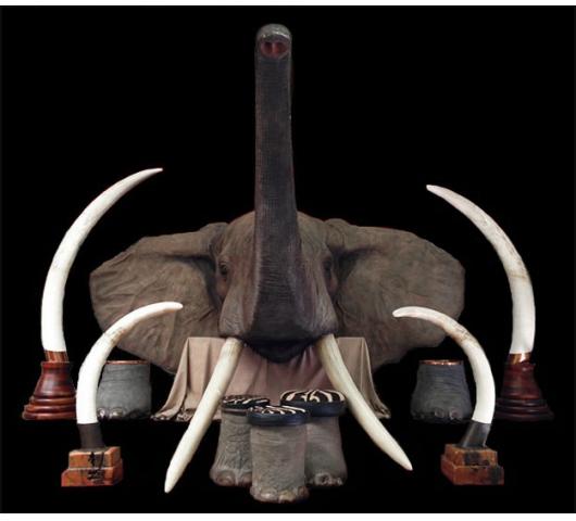 Elephant Shoulder Mount w/ Ivory Tusks